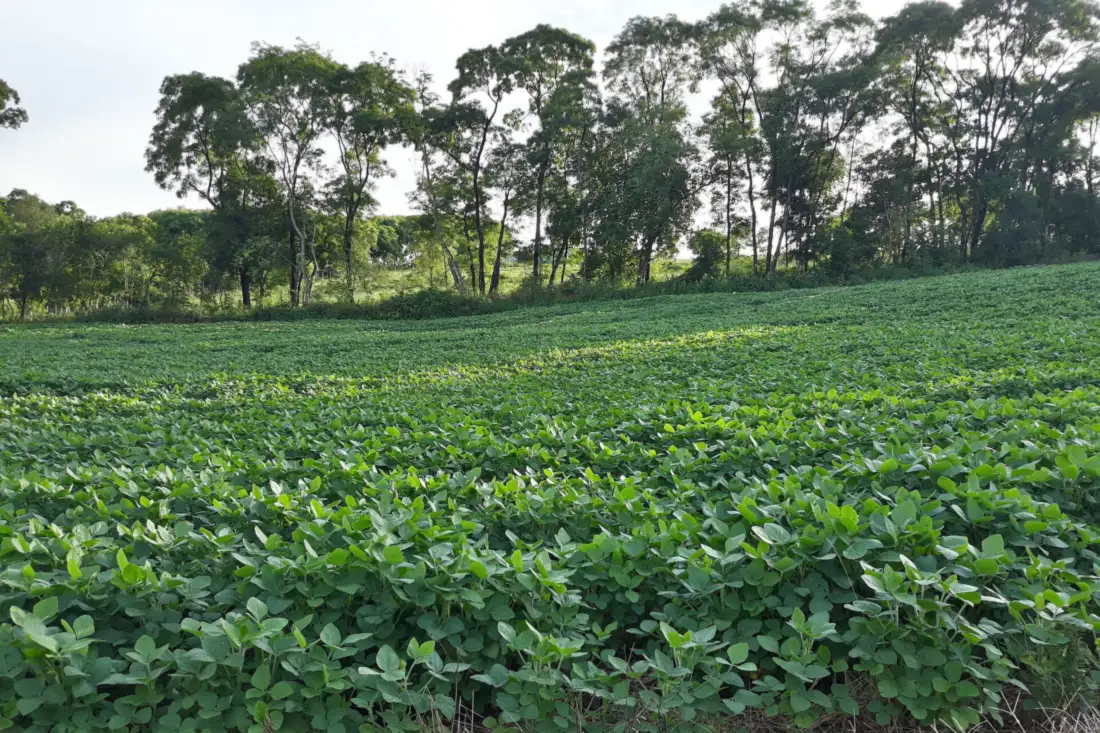 Green soybean field with trees in the background